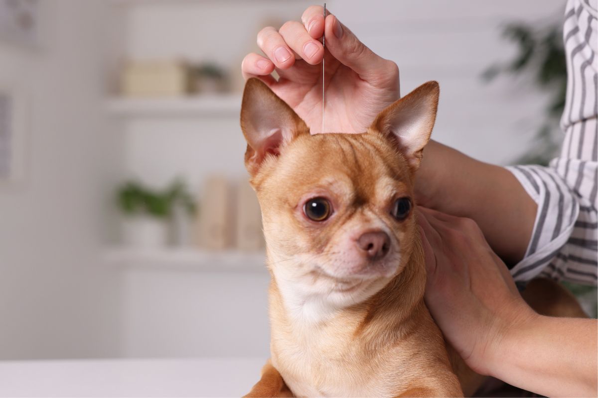 a person holding an acupuncture needle to a dog's head