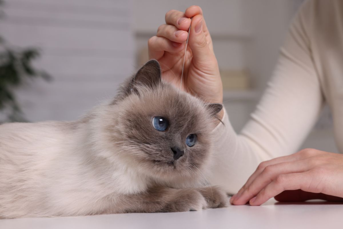 a person holding an acupuncture needle to a cat's head