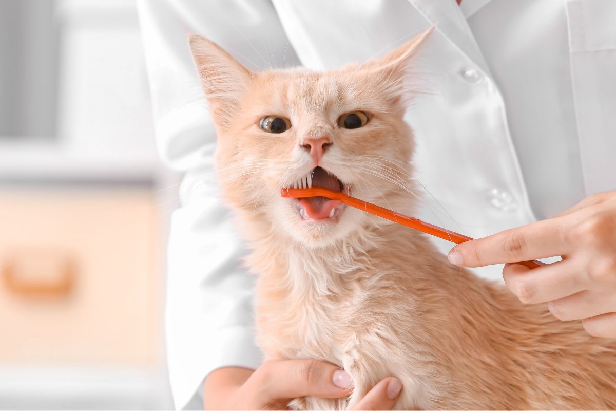 a veterinarian brushing a cat's teeth