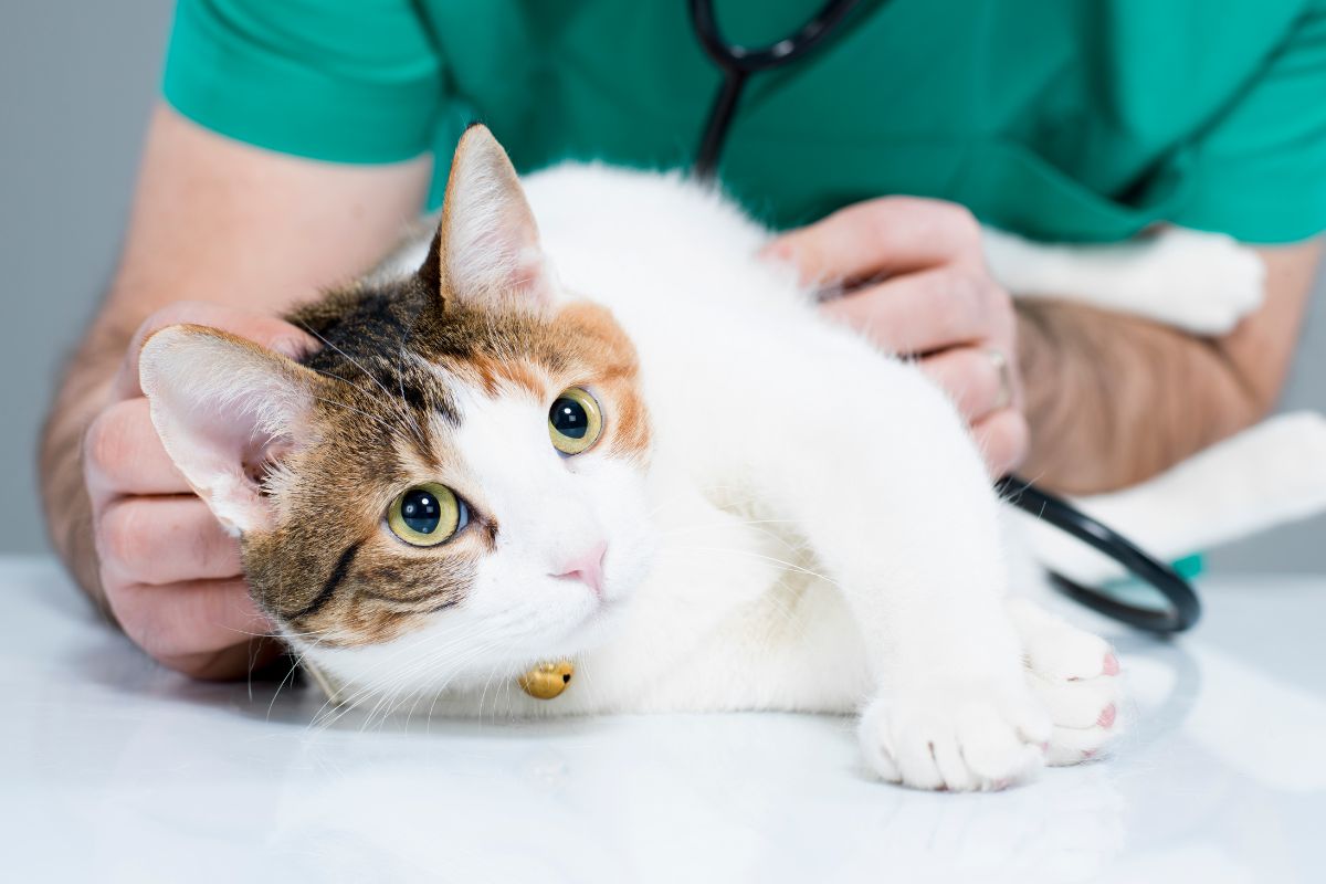 a person holding a stethoscope on a cat