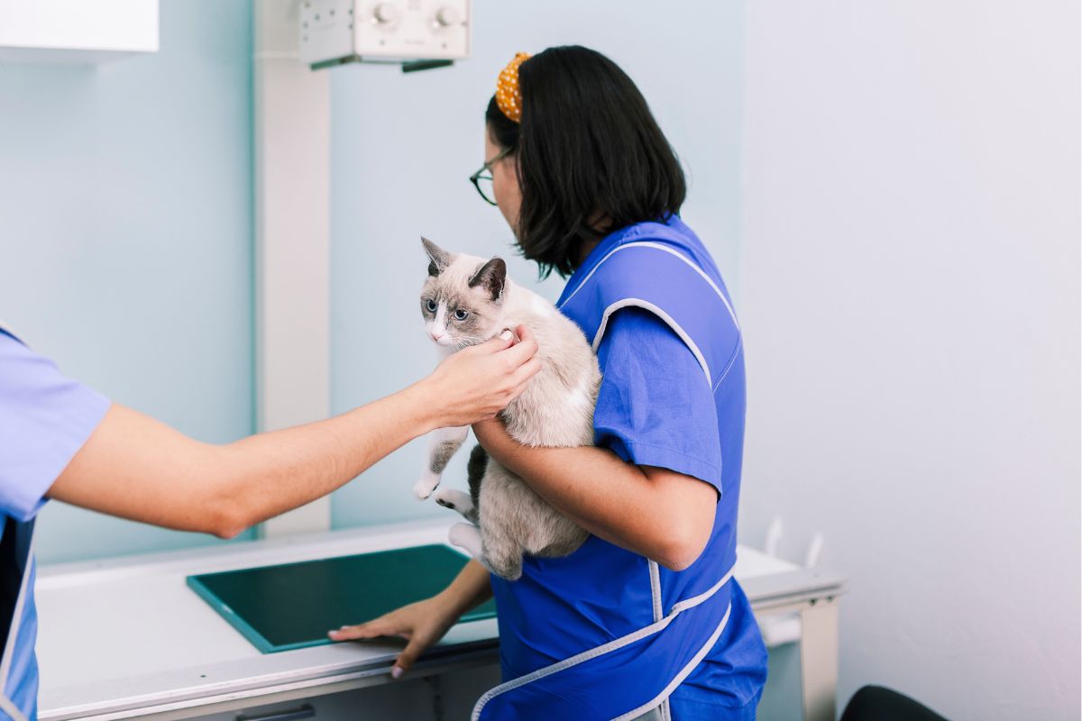 a person in blue scrubs holding a cat