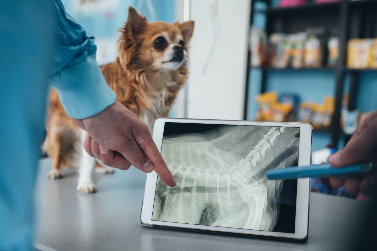 a dog looking at an X-ray of a pet