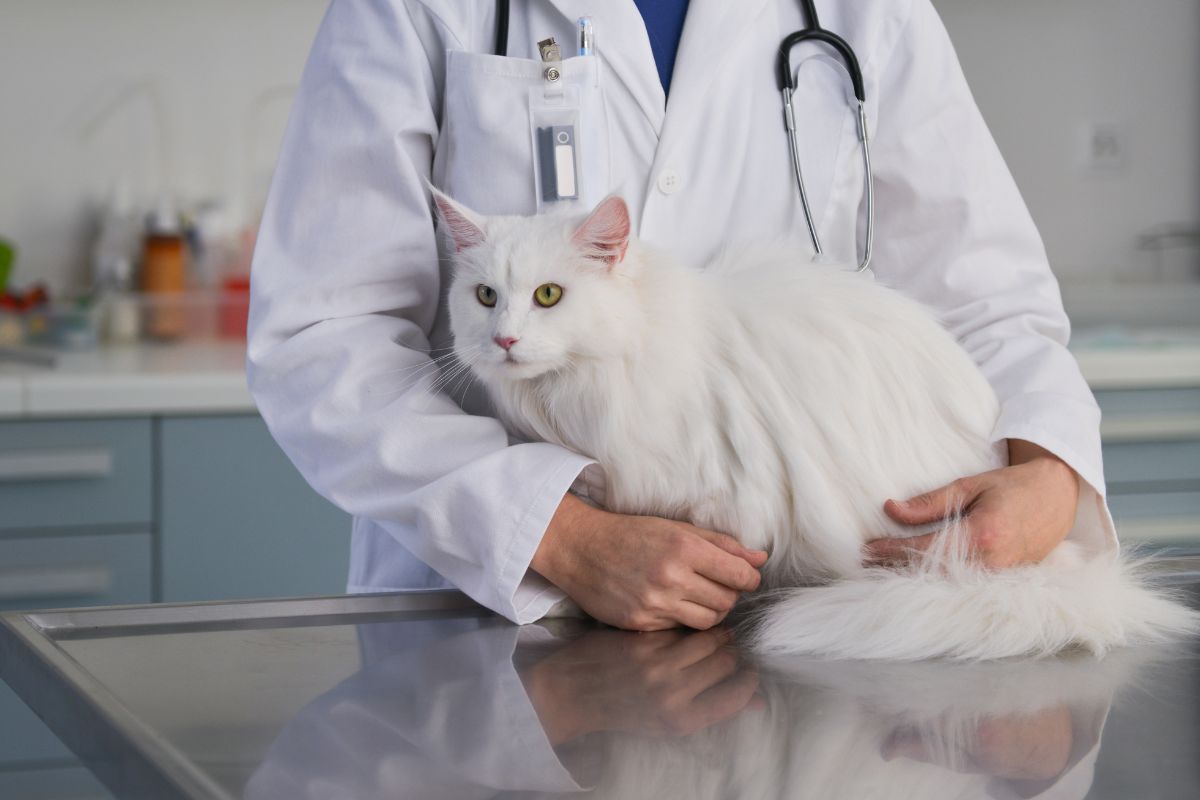 a person holding a white cat