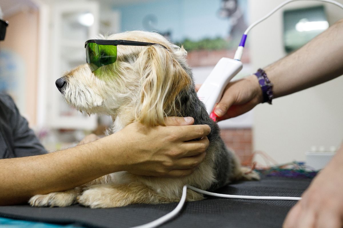 a person holding a dog while it's getting laser therapy