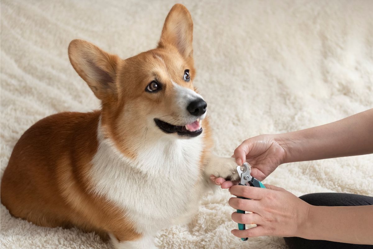 a person cutting a dog's nails