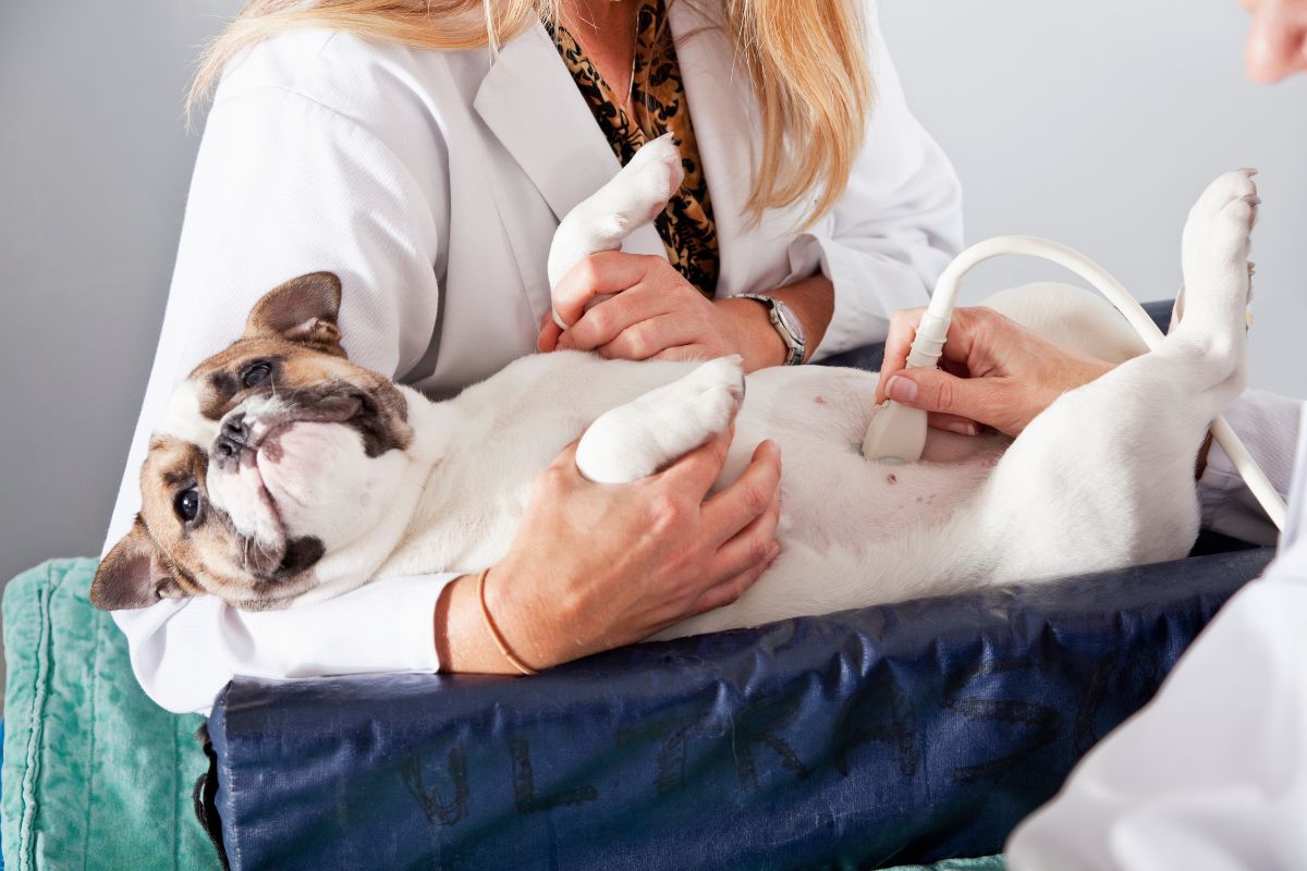 a veterinarian using ultrasound to examine a dog
